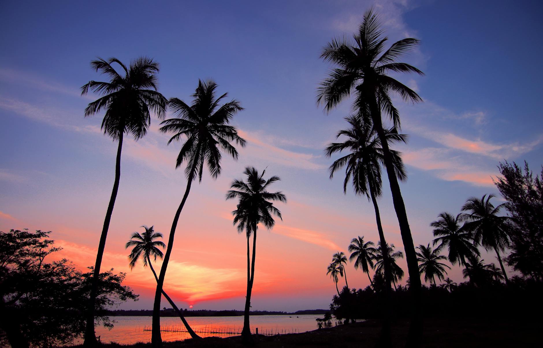 silhouette of palm trees near shoreline